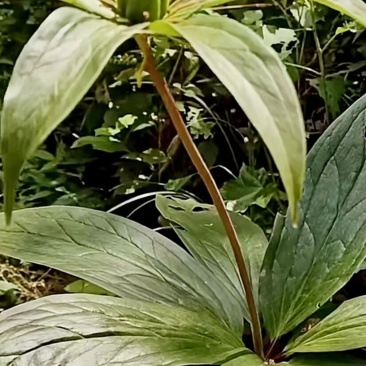 龙山洗洛白合、