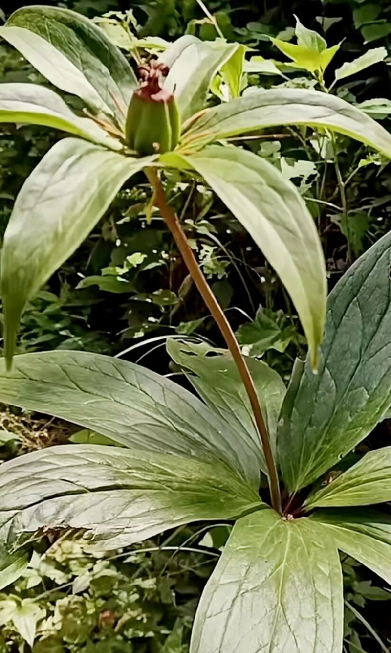 龙山洗洛白合、
