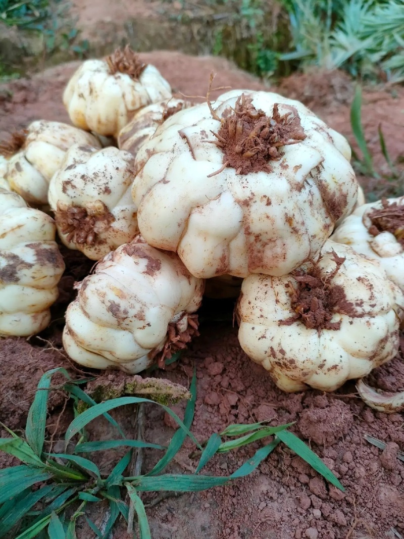 龙山洗洛白合、