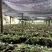 龙山洗洛白合、