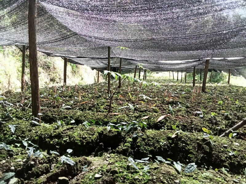 龙山洗洛白合、