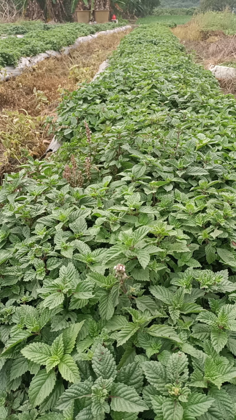 凉粉草