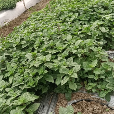 凉粉草