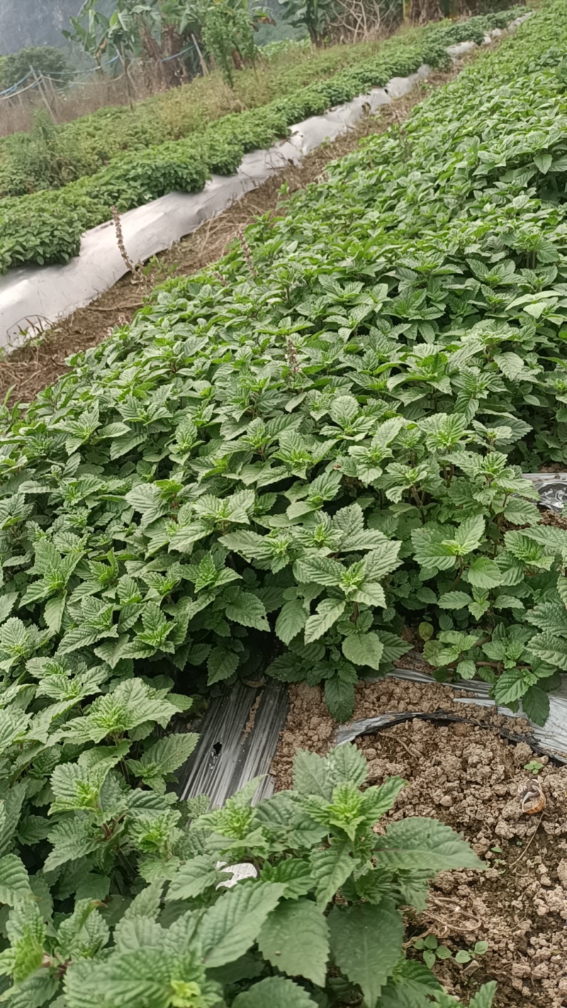 凉粉草