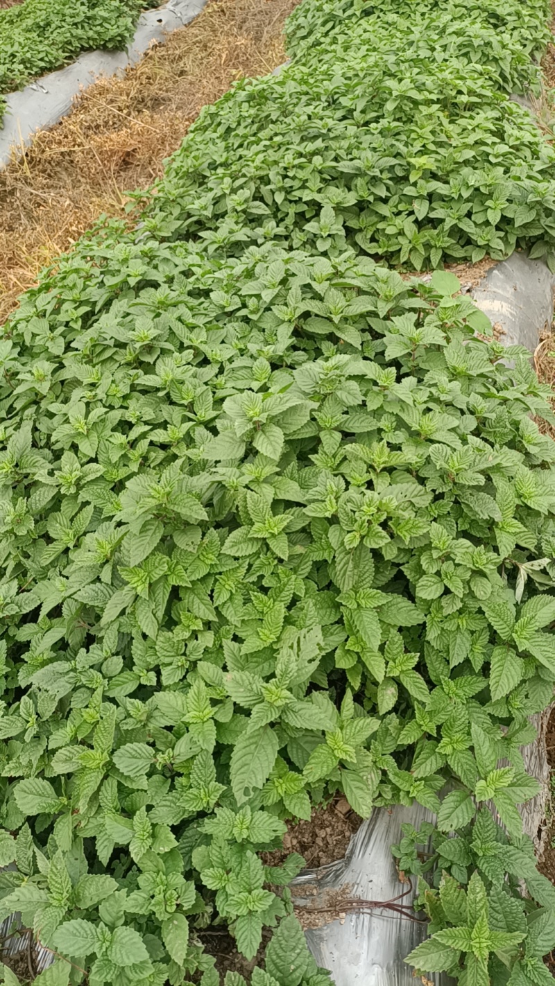 凉粉草