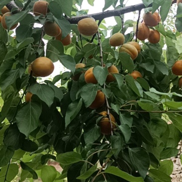 蒙阴金太阳杏