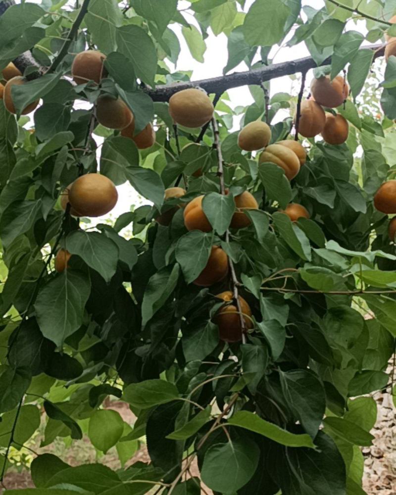 蒙阴金太阳杏
