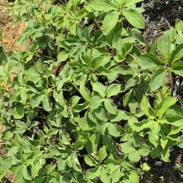 大理矮杆独芽重楼苗