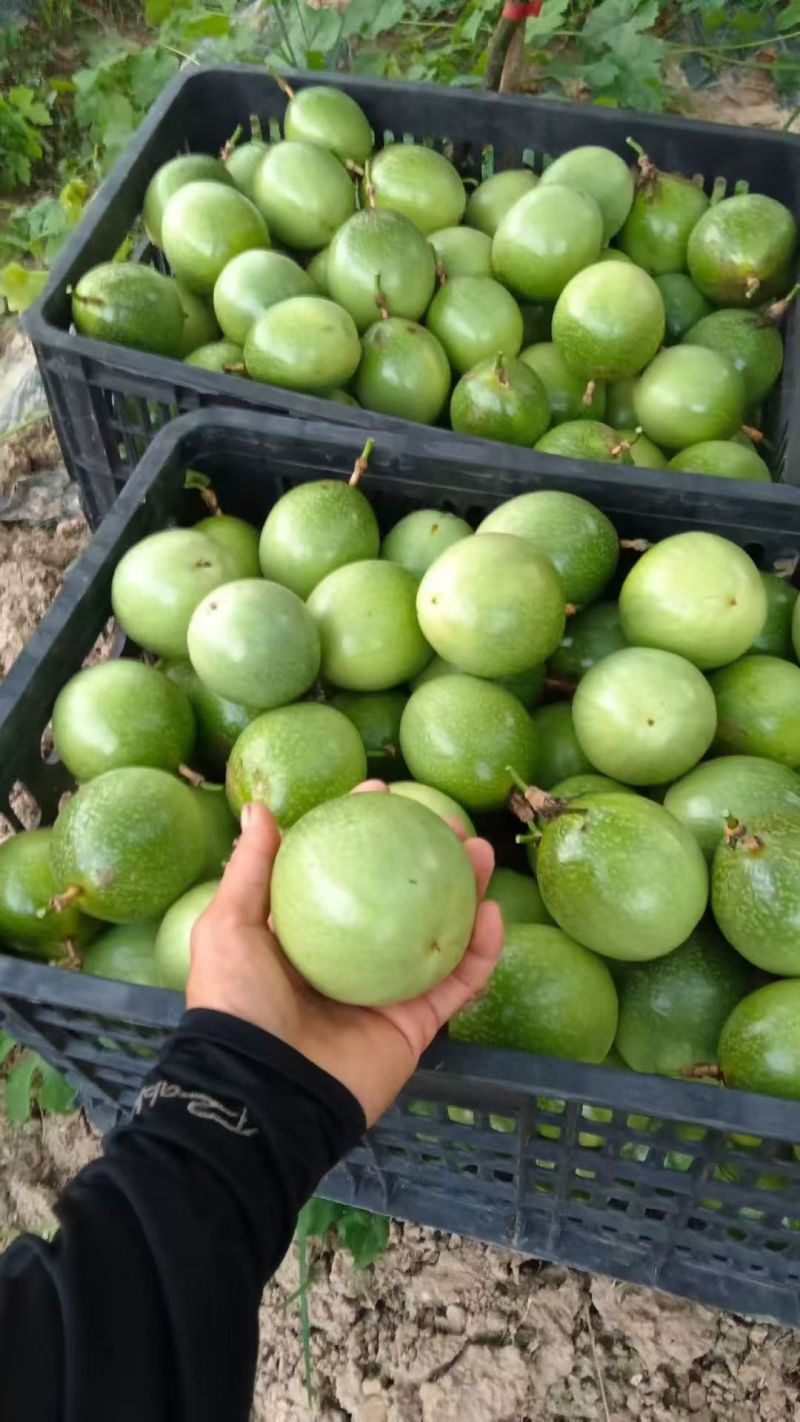 黄金百香果