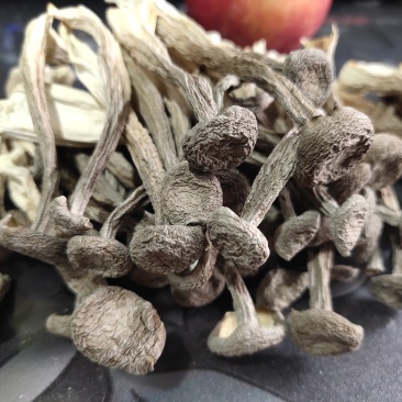 鹿茸菇