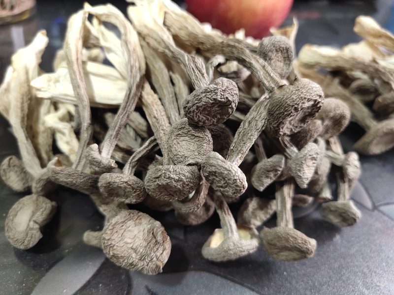 鹿茸菇
