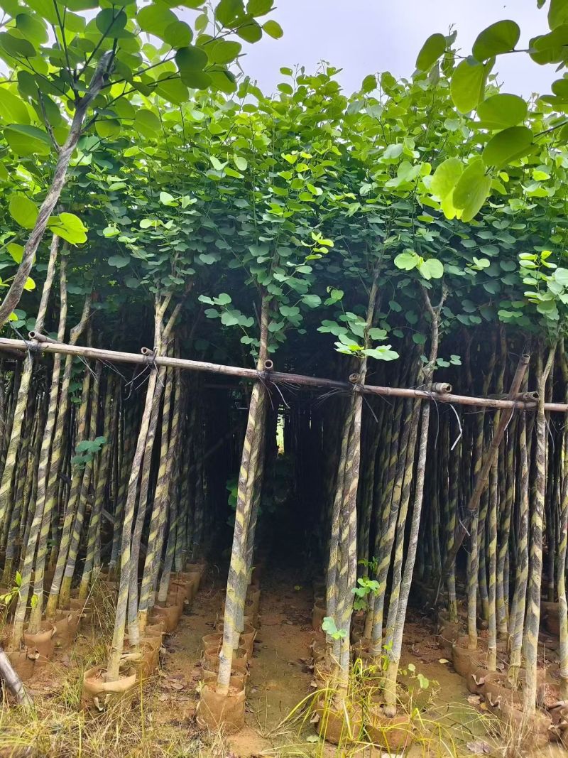 宫粉紫荆3～4～5～6分，低价出售