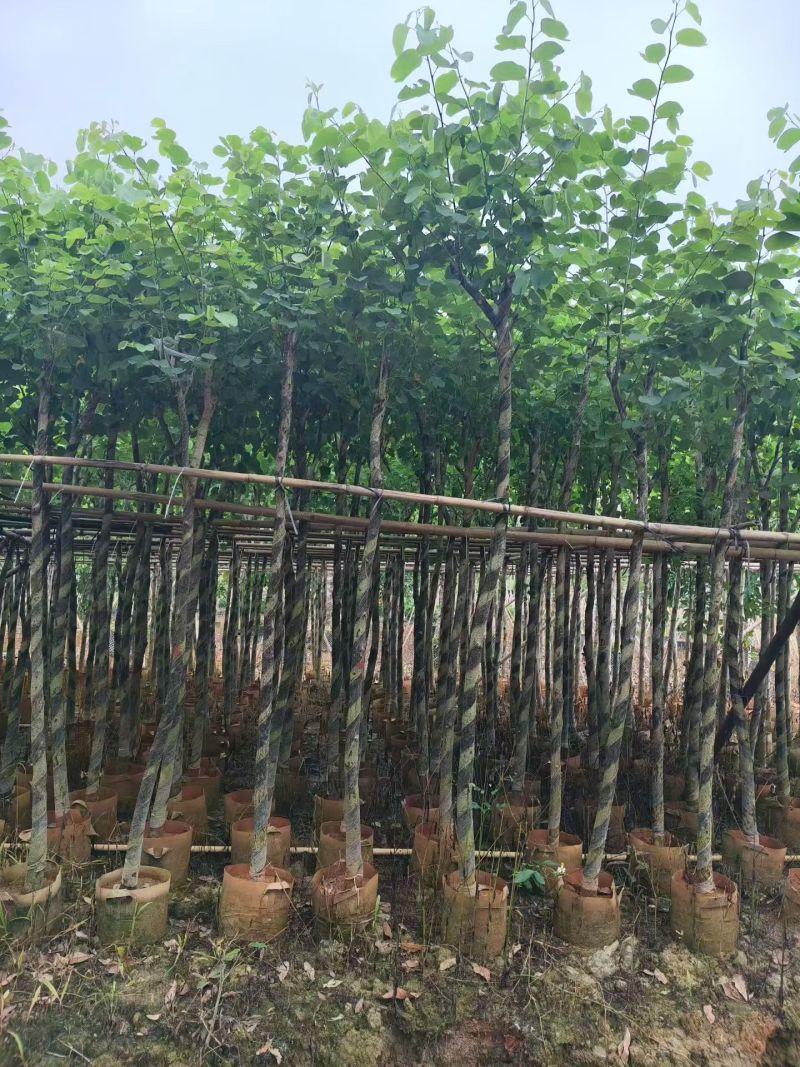 宫粉紫荆3～4～5～6分，低价出售