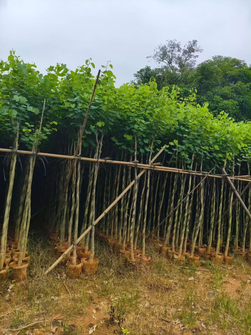 宫粉紫荆3～4～5～6分，低价出售