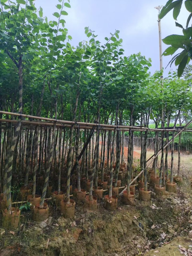 宫粉紫荆3～4～5～6分，低价出售