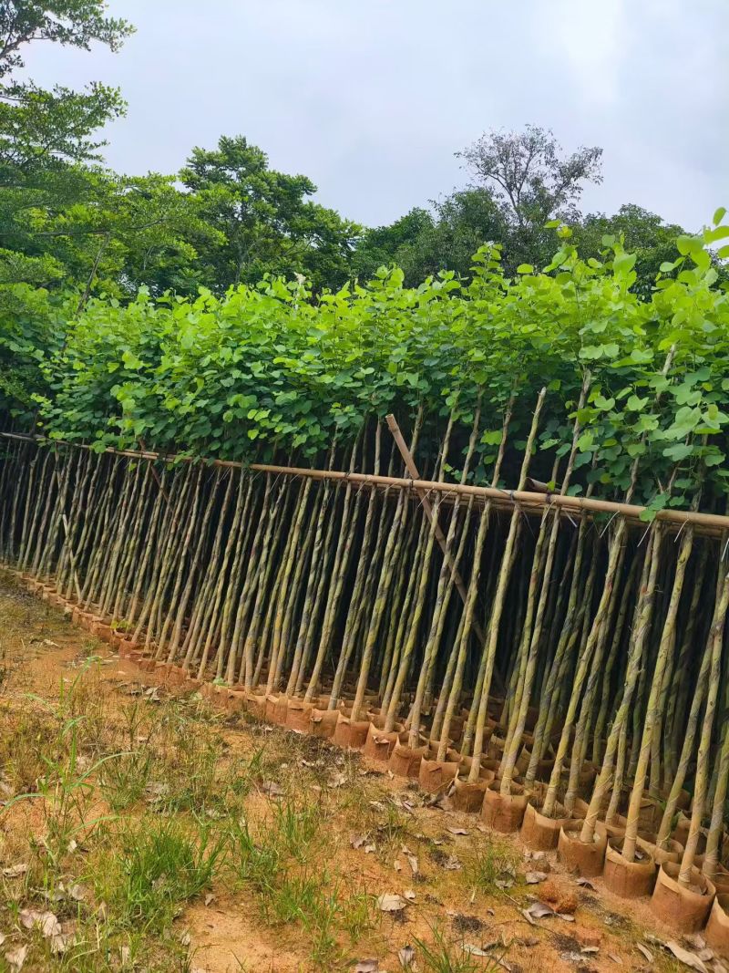 宫粉紫荆3～4～5～6分，低价出售