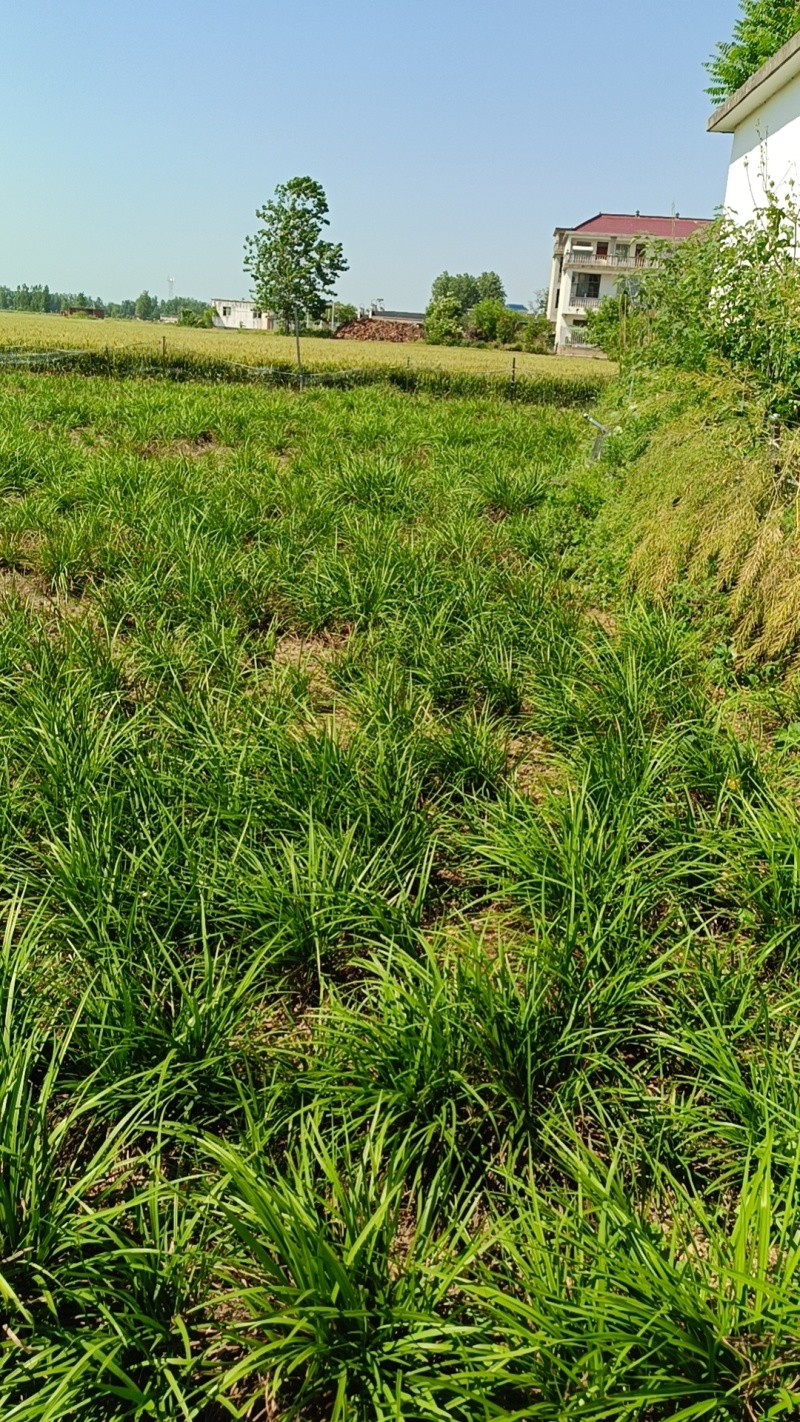 麦冬苗。现货。我自种的麦冬，已到收获季节，出售麦冬苗。