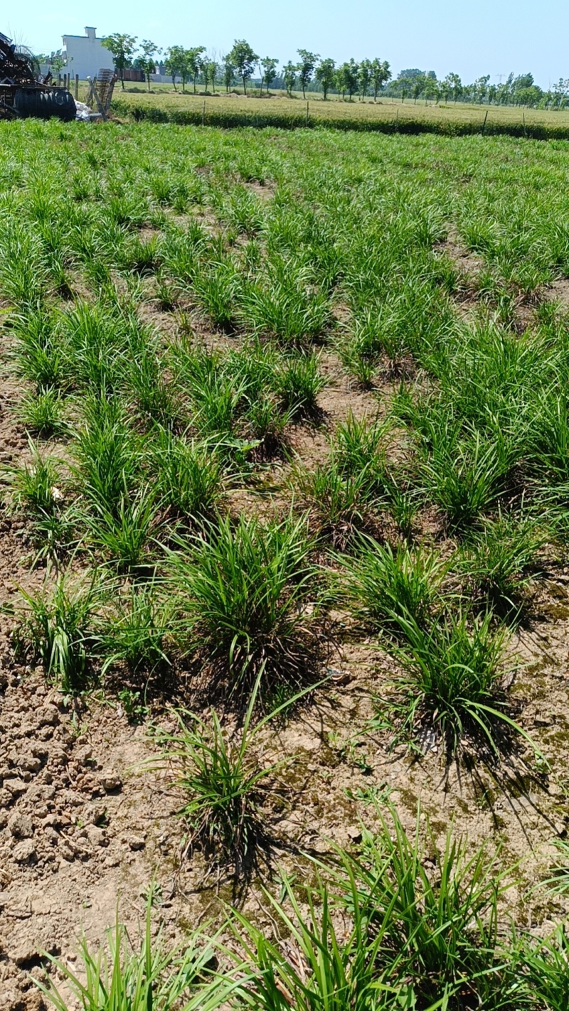 麦冬苗。现货。我自种的麦冬，已到收获季节，出售麦冬苗。