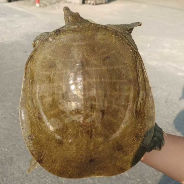 半野生甲鱼