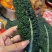 羽麒麟2号皱叶菜