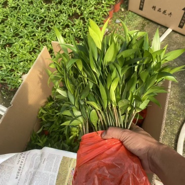 竹柏平安竹网红驱蚊竹