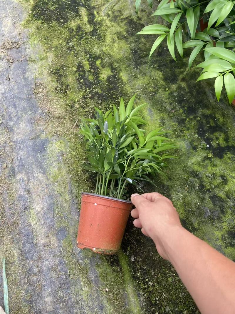 竹柏平安竹网红驱蚊竹