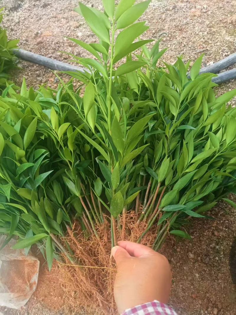 竹柏平安竹网红驱蚊竹