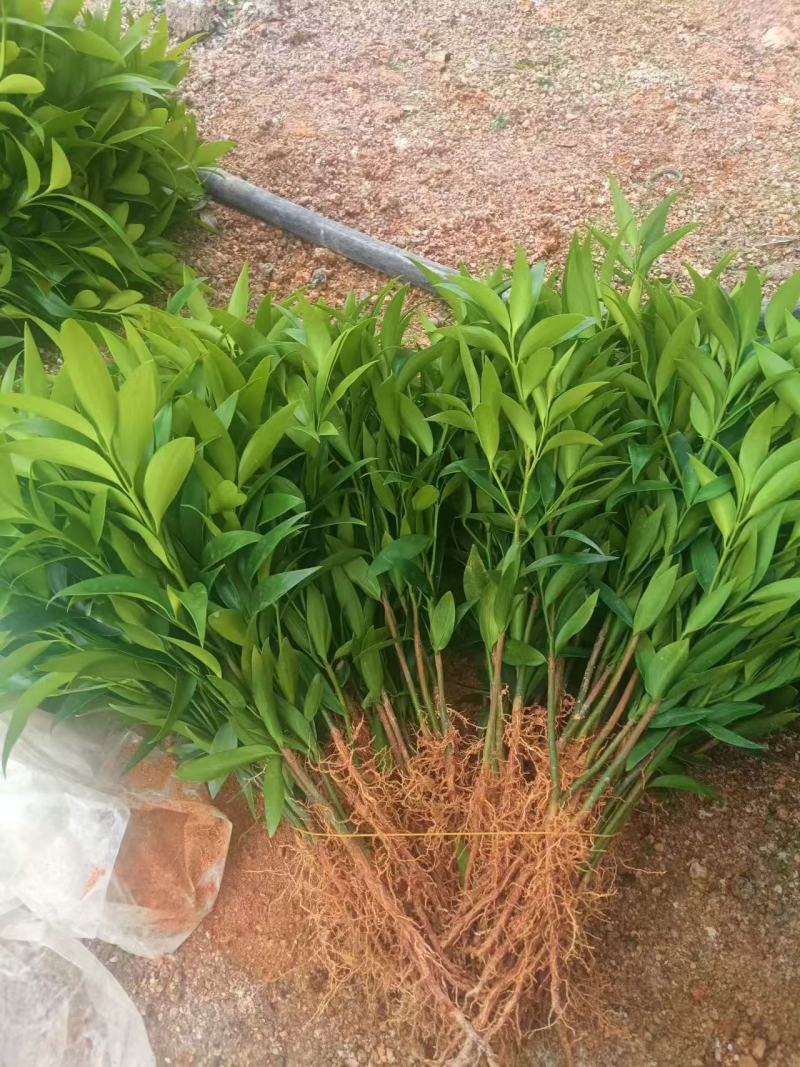 竹柏平安竹网红驱蚊竹