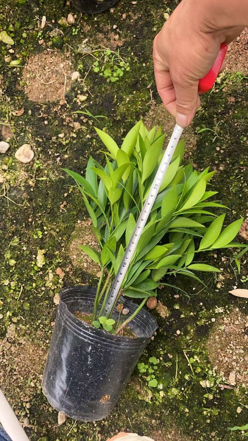 竹柏平安竹网红驱蚊竹