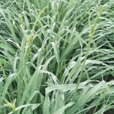黄花菜