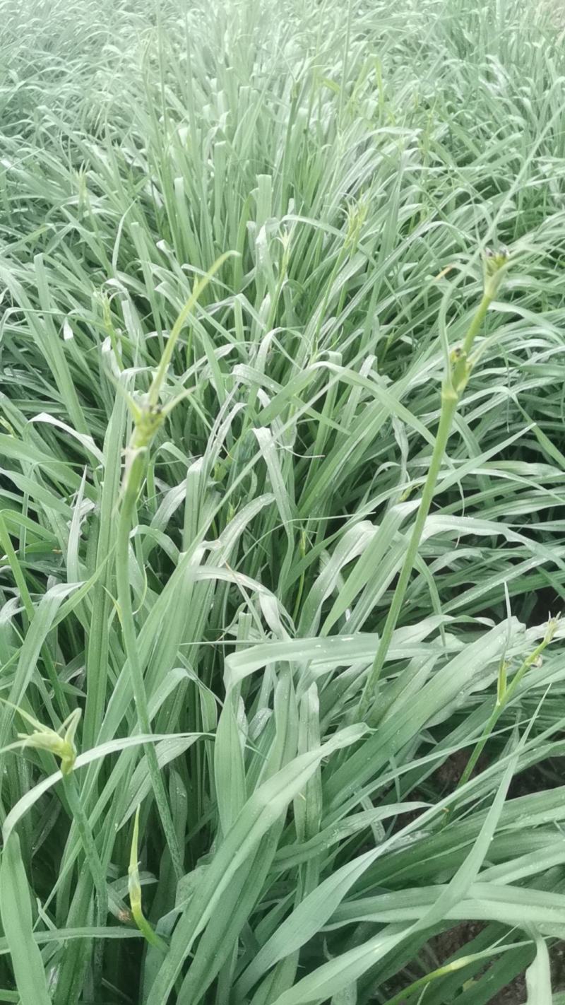 黄花菜