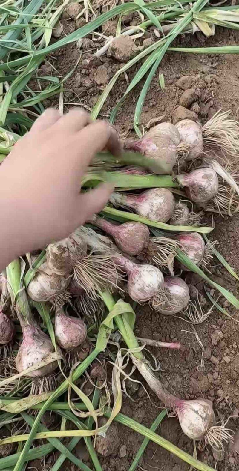 绥中产地大瓣蒜独头蒜大量上市