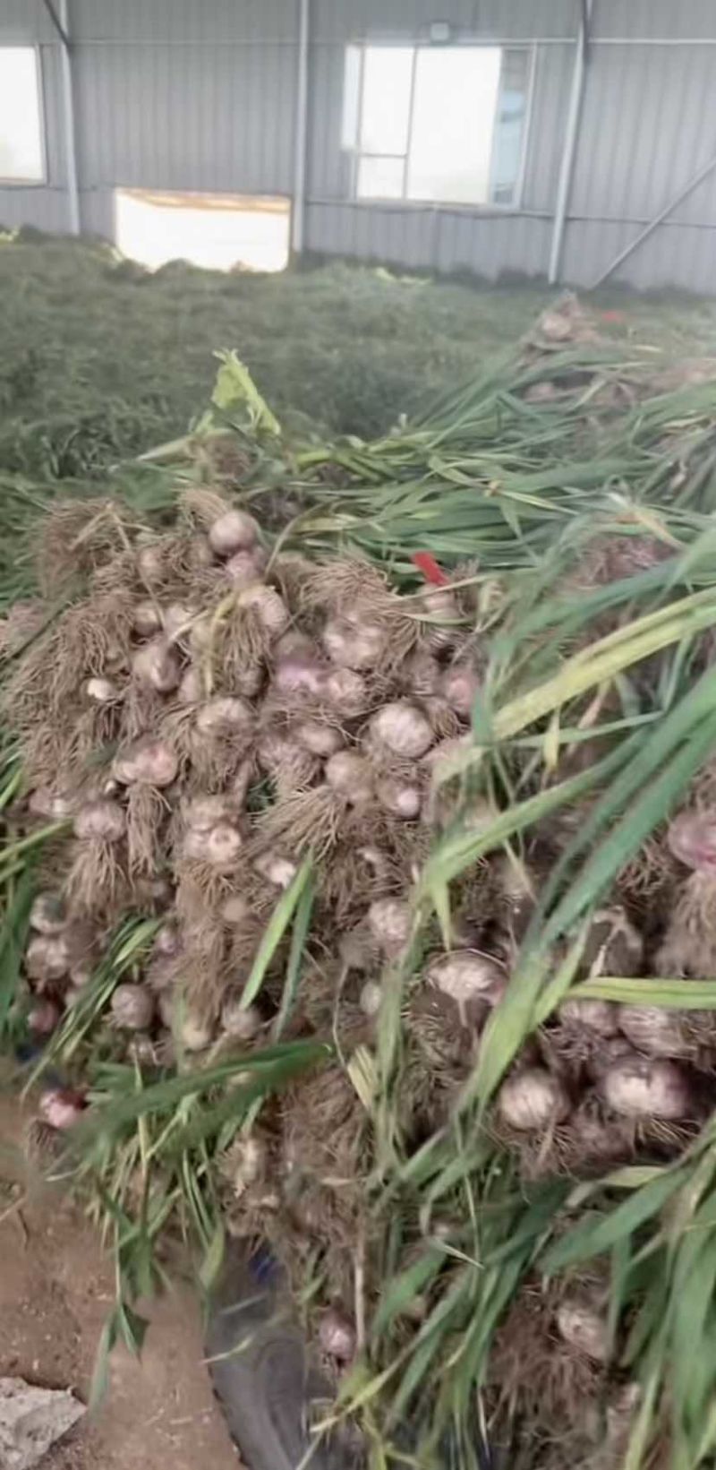 绥中产地大瓣蒜独头蒜大量上市