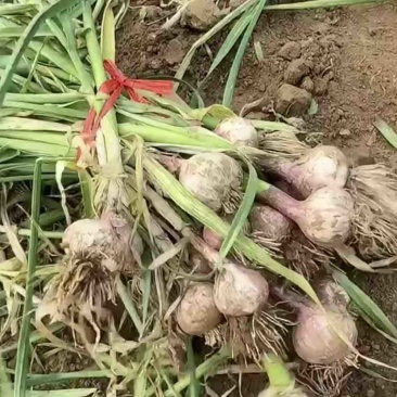 绥中产地大瓣蒜独头蒜大量上市
