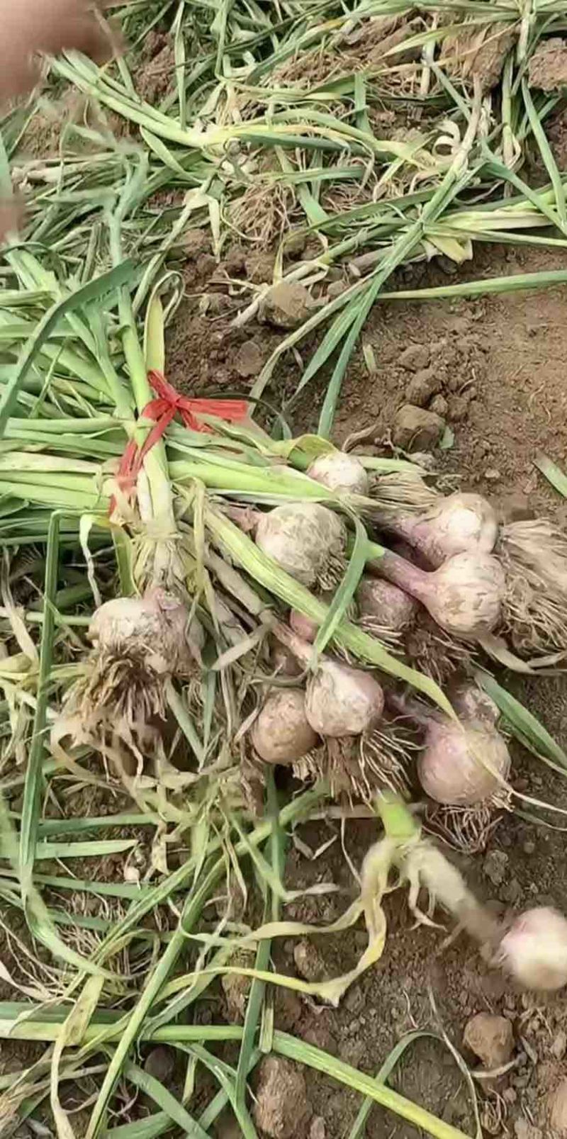 绥中产地大瓣蒜独头蒜大量上市