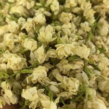 各种规格茉莉花干