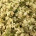 各种规格茉莉花干