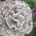 野生菌