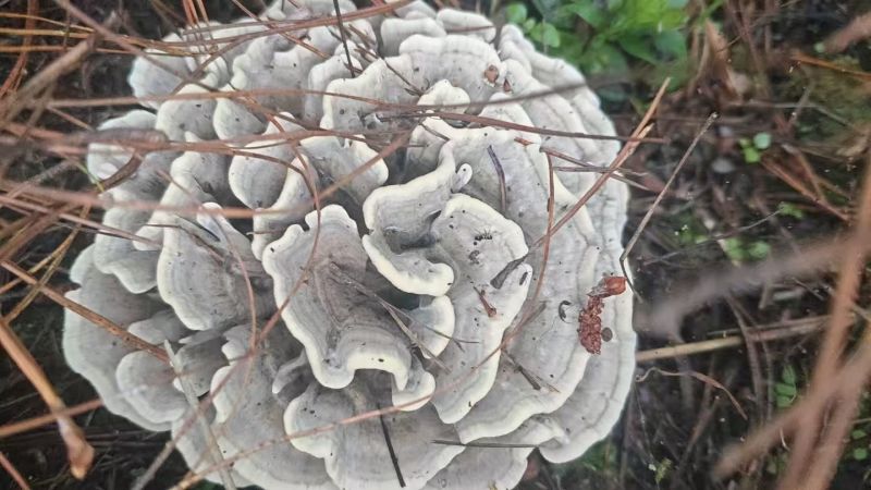 野生菌