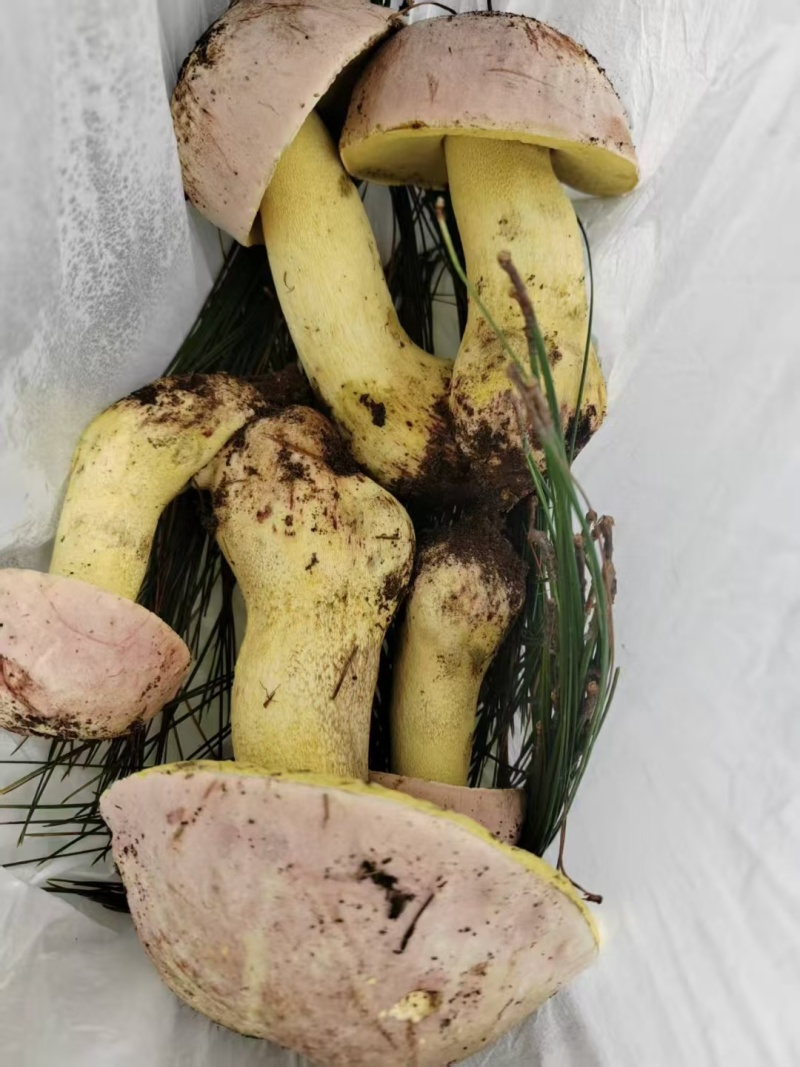 野生菌