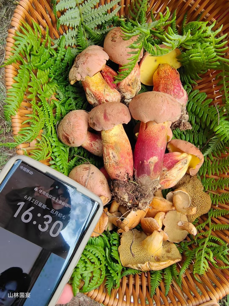 野生菌