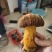 野生菌