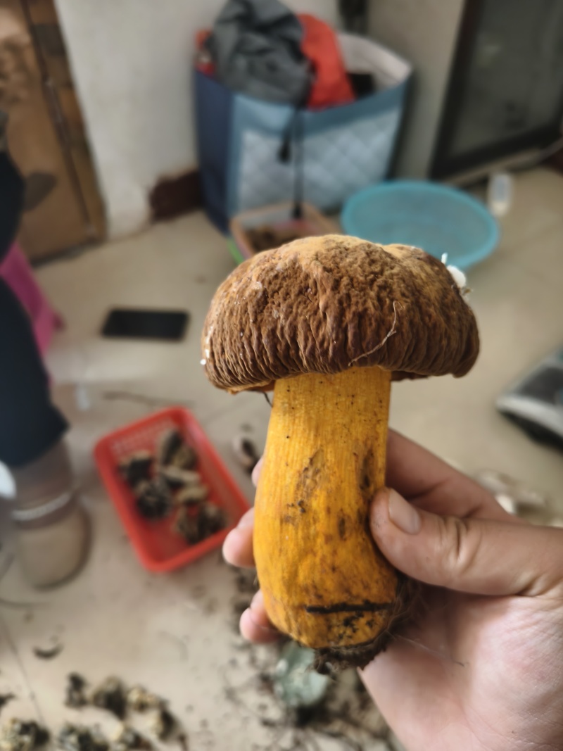 野生菌