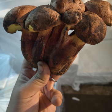 野生菌