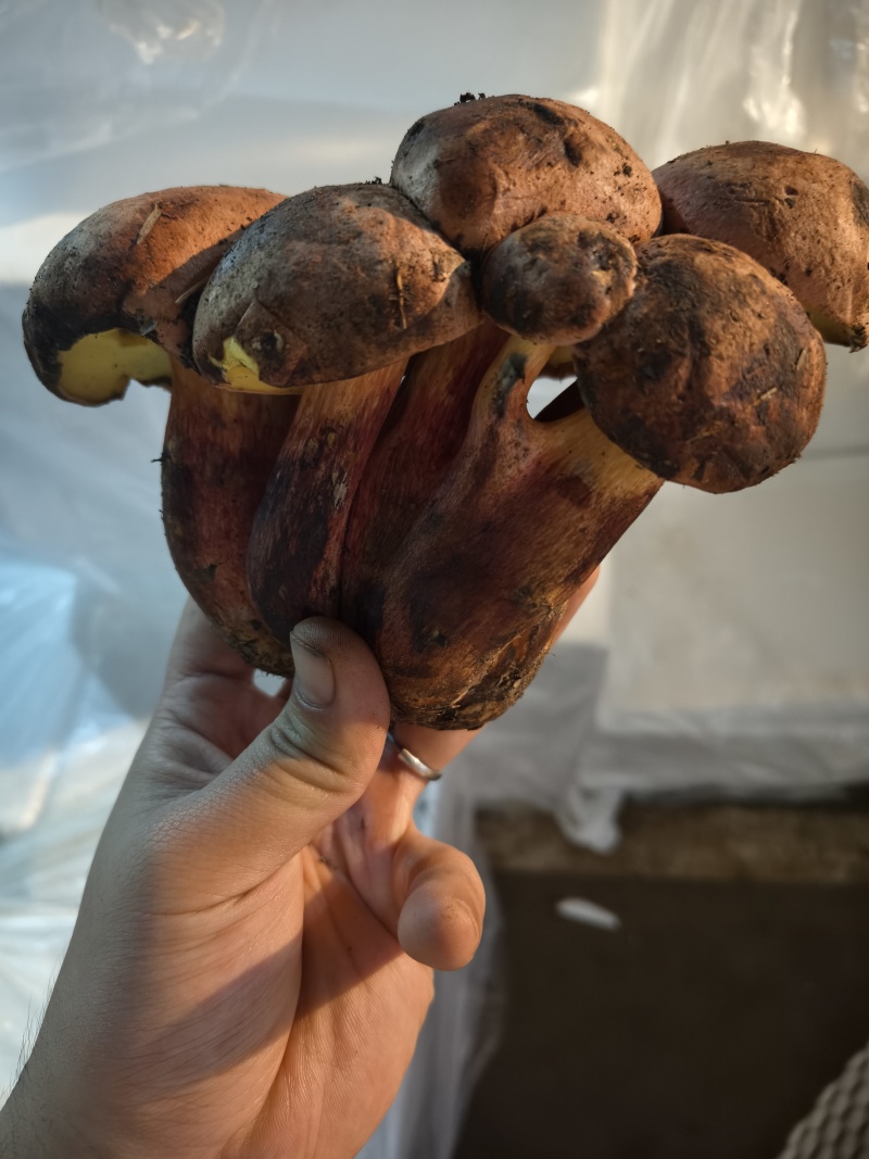 野生菌