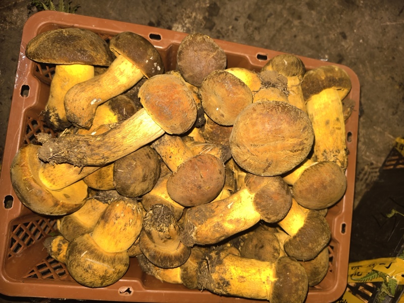 野生菌
