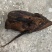 土家烟熏正宗烟粮食猪日腊肉