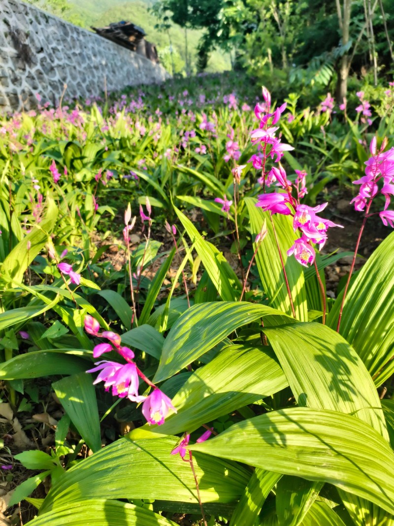 白芨苗