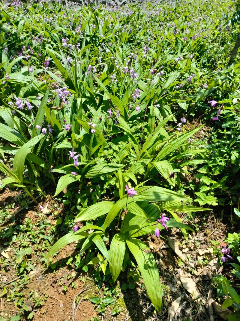 白芨苗