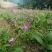 白芨苗